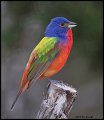 _2SB3178 painted bunting